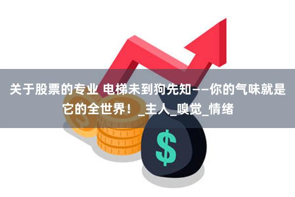 关于股票的专业 电梯未到狗先知——你的气味就是它的全世界！_主人_嗅觉_情绪