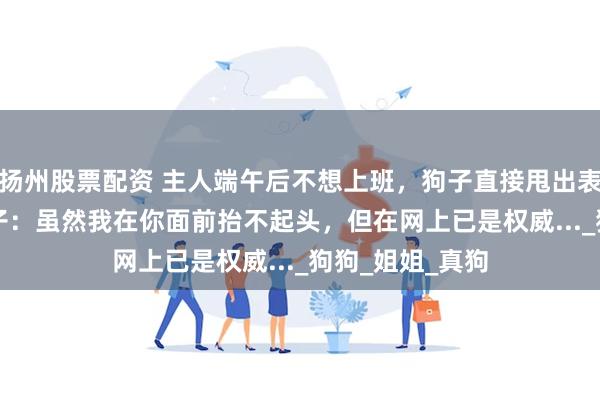 扬州股票配资 主人端午后不想上班，狗子直接甩出表情包婉拒...狗子：虽然我在你面前抬不起头，但在网上已是权威..._狗狗_姐姐_真狗